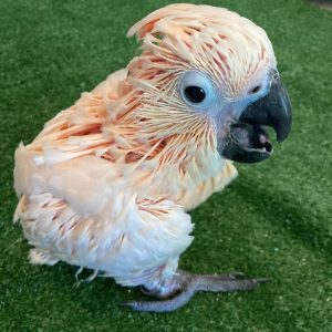 Baby Moluccan Cockatoo For Sale
