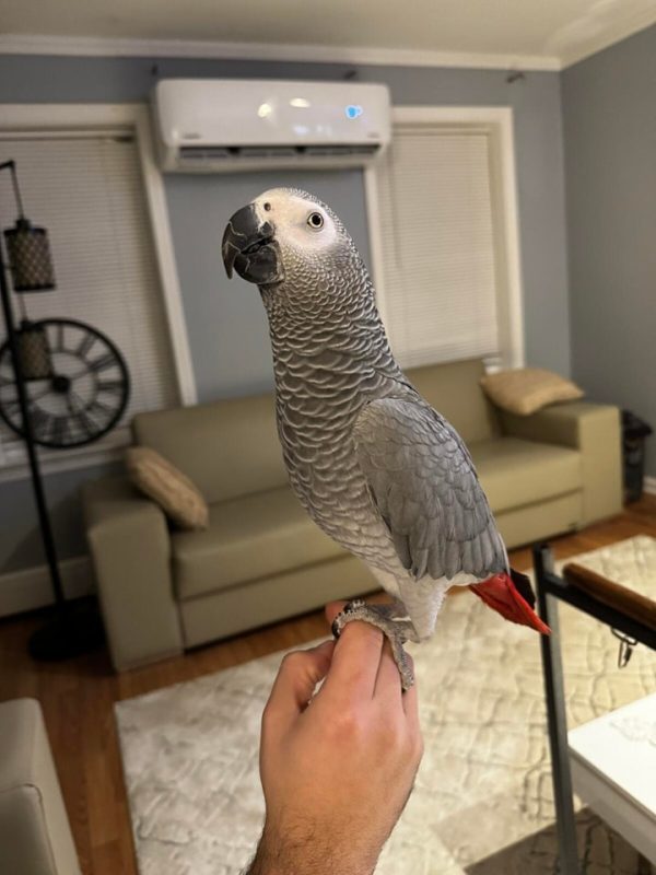congo african grey for sale