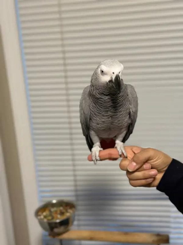 african grey parrot for sale near me