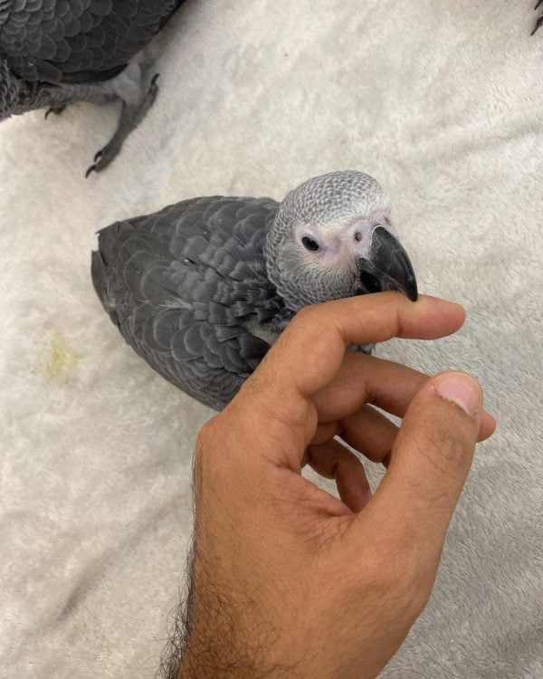 african grey parrot for sale miami