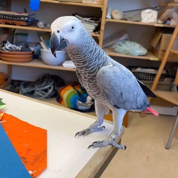 african grey parrots for sale los angeles