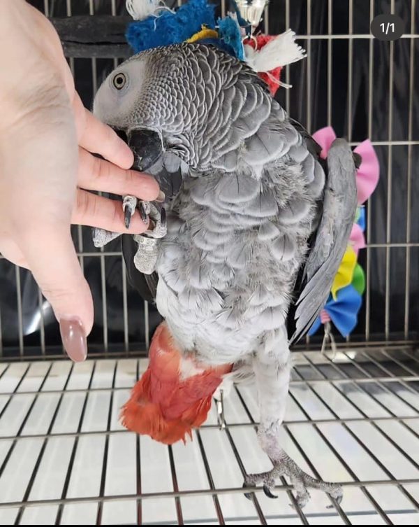 African grey parrot for sale texas