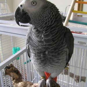 african grey parrot for sale craigslist