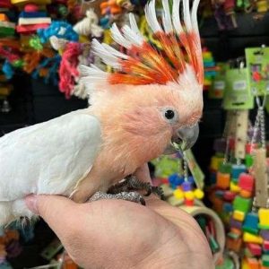 Baby major mitchells cockatoo for sale