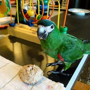 baby Hahn's Macaw for sale uk