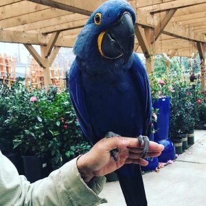 Hythian Macaw For Sale