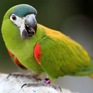 Hahns Macaws For sale