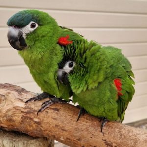 Hahns Macaw for Sale in Queensland