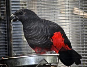 Dracula Parrot for Sale
