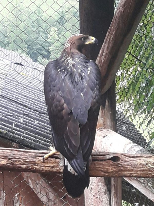 Golden eagle for sale