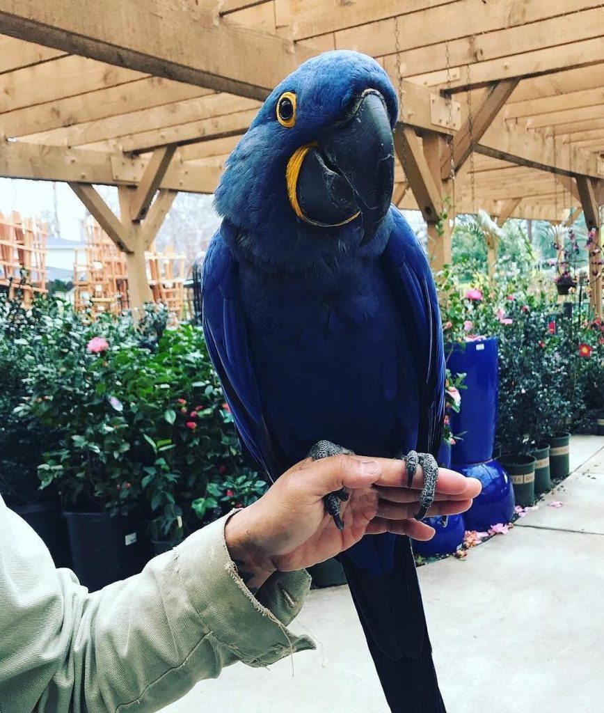 hyacinth macaw