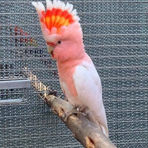 cockatoo parrots for sale