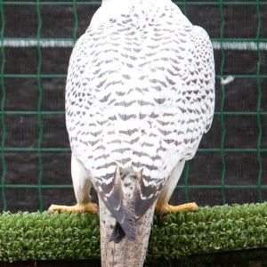 Gyrfalcon for sale
