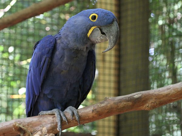 Parrot Hyacinth Macaw for sale