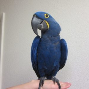 Hyacinth Macaw Bird For Sale