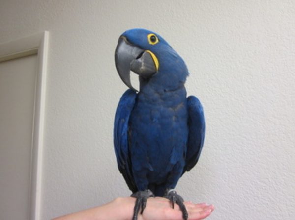 Hyacinth Macaw Bird For Sale