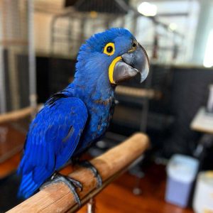 Blue Macaw Parrot For Sale