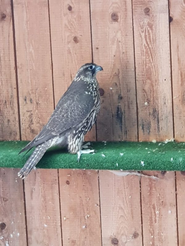 peregrine falcon for sale