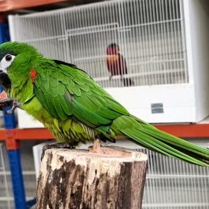 Hahns Macaw for Sale