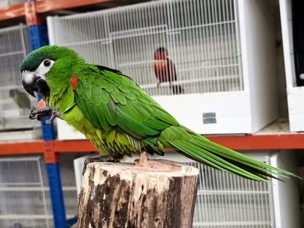 Hahns Macaw for Sale