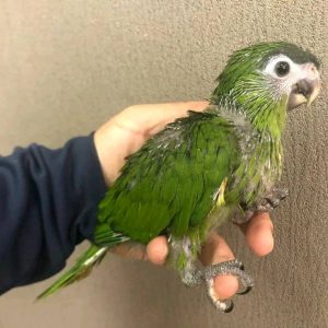 Baby Hahns Macaw For sale
