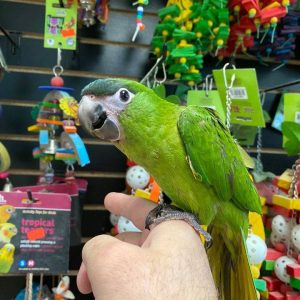 Hahns Macaw for sale near me