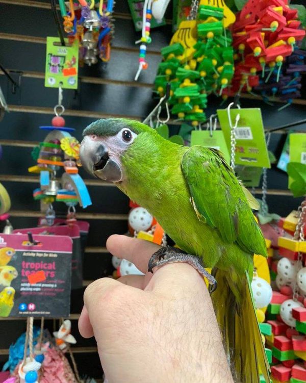 Hahns Macaw for sale near me