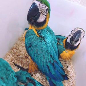 macaw chicks for sale