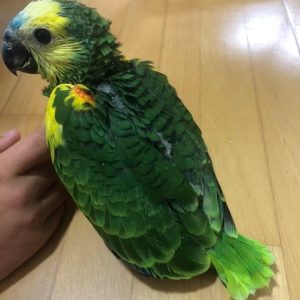 Baby Blue Fronted Amazon for Sale