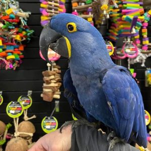 Macaws for sale