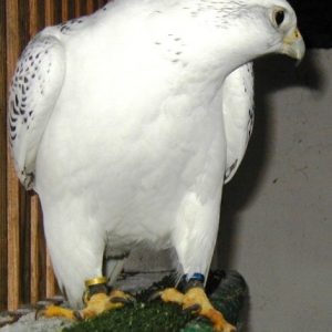 Gyr falcon for sale