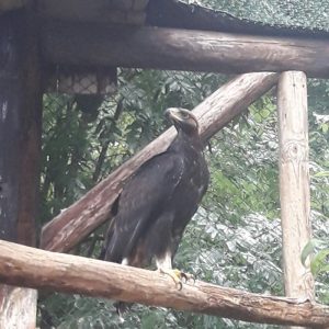 Golden eagle for sale