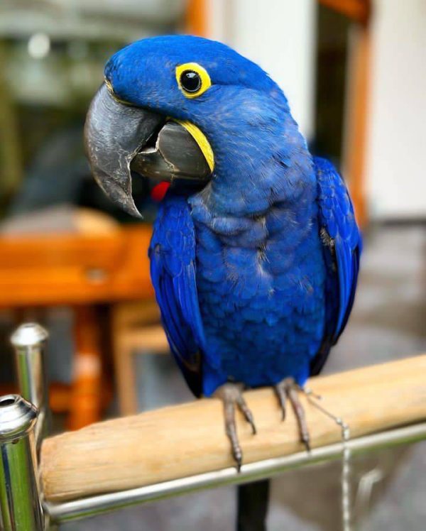 Macaw For Sale