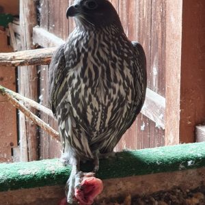 peregrine falcon for sale