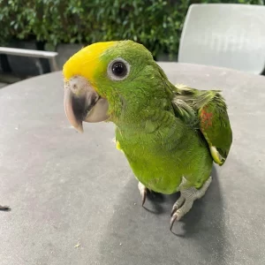 Baby Yellow Headed Amazon Parrot For Sale
