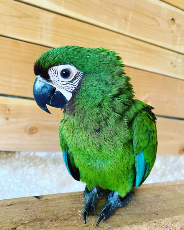 Severe Macaw For Sale