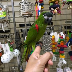Red-Shouldered Macaw for Sale