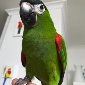 Hahn's Mini Macaw for sale