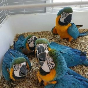 Blue and Gold Macaw chicks for sale