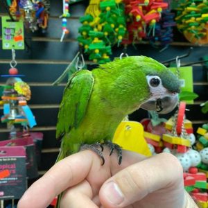 Hahns Macaw parrot for sale
