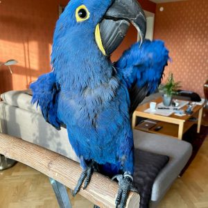 Hyacinth Macaw Parrots for sale