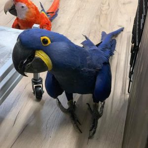 Anodorhynchus Hyacinthinus For Sale