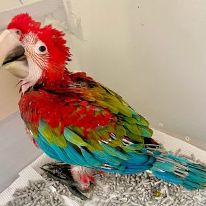 baby green wing macaw for sale