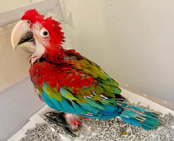 baby green wing macaw for sale