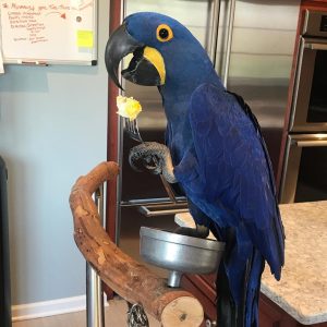 For Sale Hyacinth Macaw