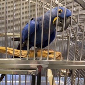 Macaw Hyacinth for Sale