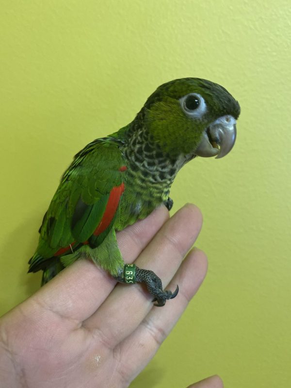 baby Black-capped conure for sale
