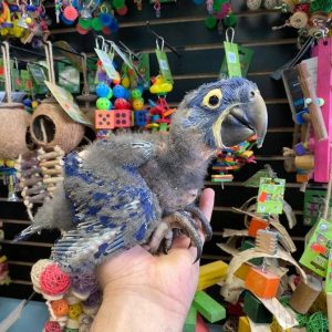 Baby Hyacinth Macaw for Sale